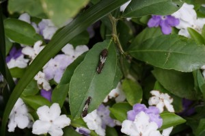 カラタチに着くアゲハの幼虫。白や紫の花は寄せ植えしているマズルカの花