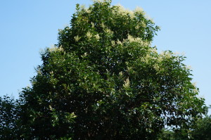 木の上のほうに「アオスジアゲハ」が飛んでいるタイミングで撮ったのですが、見えますかね