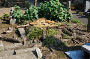 子供の頃虫取りの穴場だった木も伐採されている。