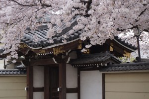 長久寺門前の桜