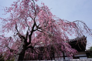 愛染寺の枝垂れ桜その１