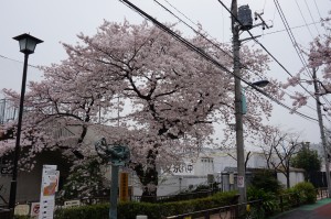 文京八中の桜