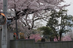 宗善寺の桜