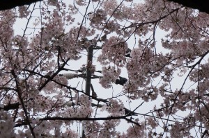 人の通りが少なく、崖上にあるので宗善寺の桜には鳥が来ます。(大抵ね)上手く撮れてないかな。