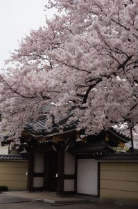 全体が映しきれない満開の桜