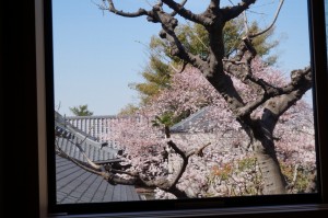 瑜伽庵の水屋窓からの感応寺の桜