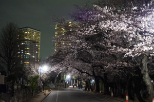 谷中霊園の夜桜