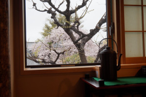 その日の水屋からの桜