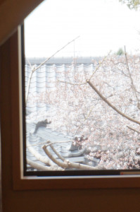 3/24水屋からの桜