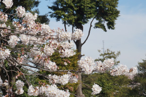 谷中霊園からの桜とスカイツリー